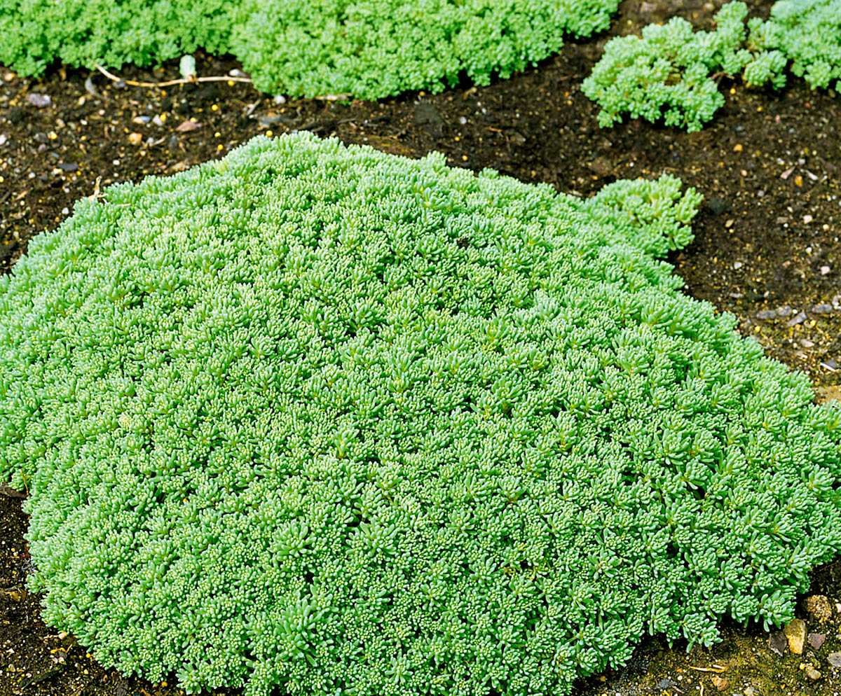 Sedum Rubens Lizard