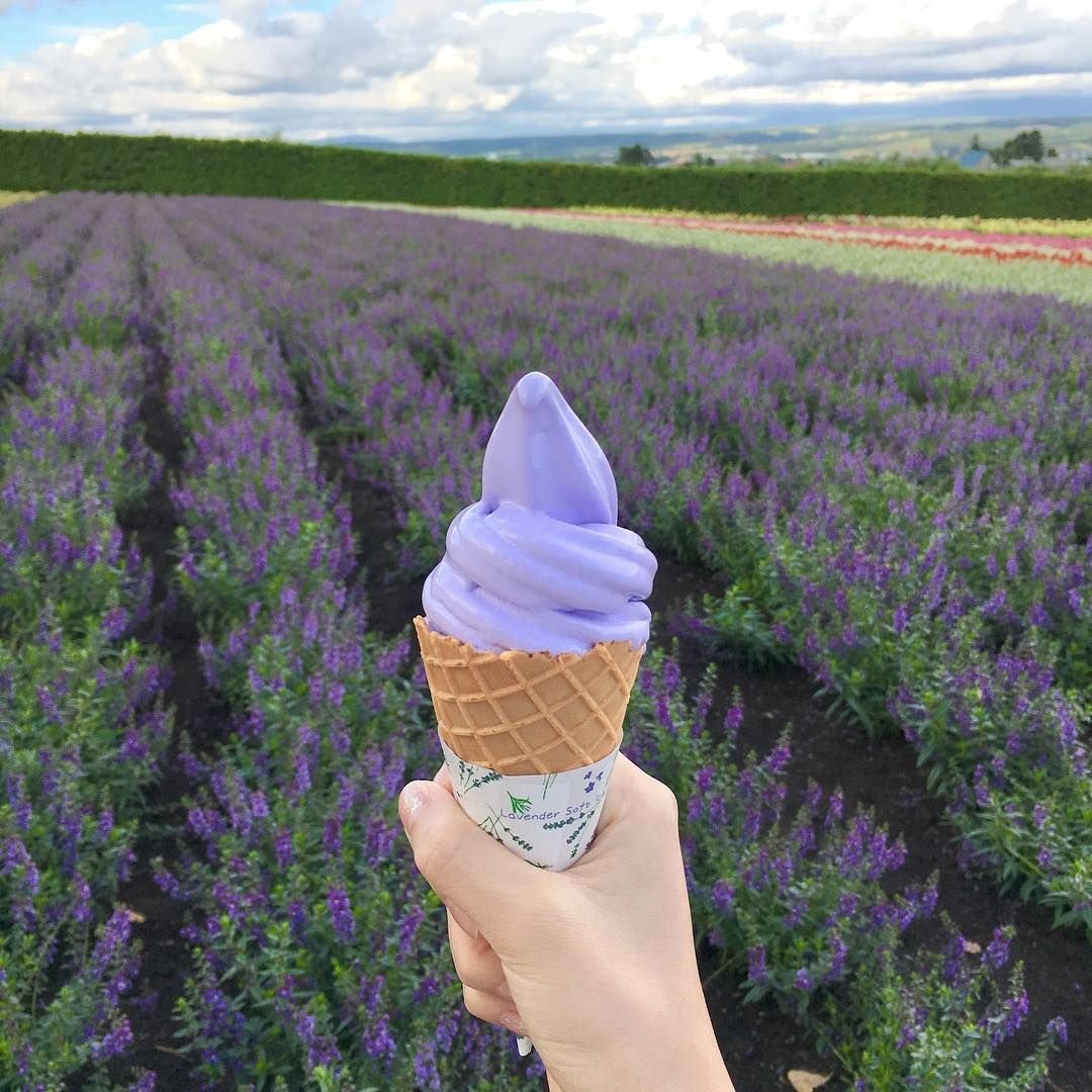 Лаванда (Lavandula) Эстетика