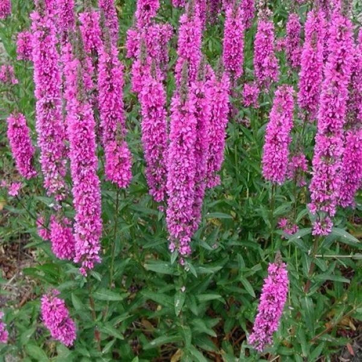 Lythrum / дербенник salicaria ’Robert’