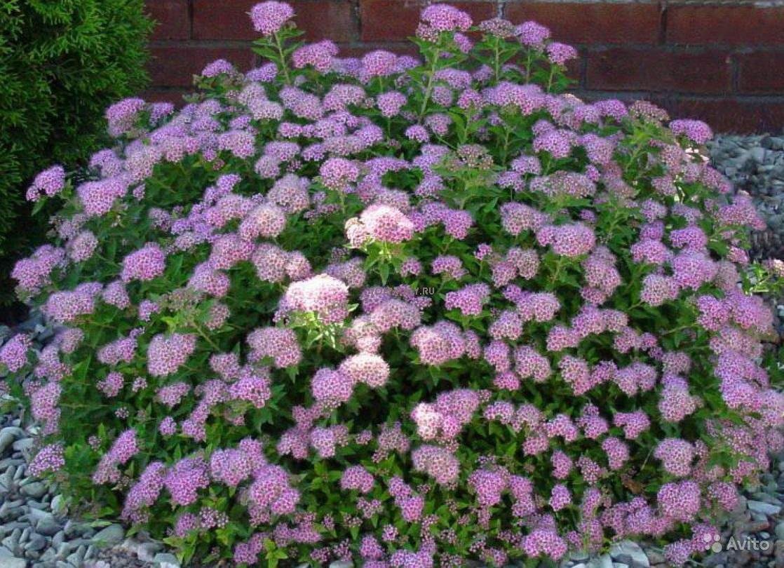 Spiraea japonica little Princess