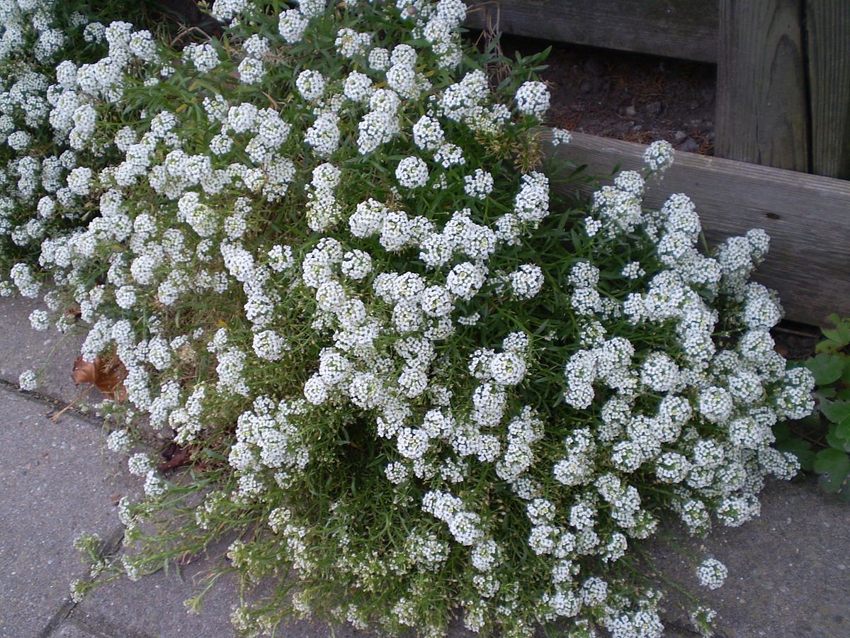 Алиссум Lobularia maritima