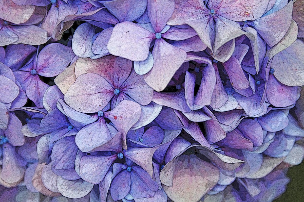Гортензия крупнолистная 'Purple Punk'