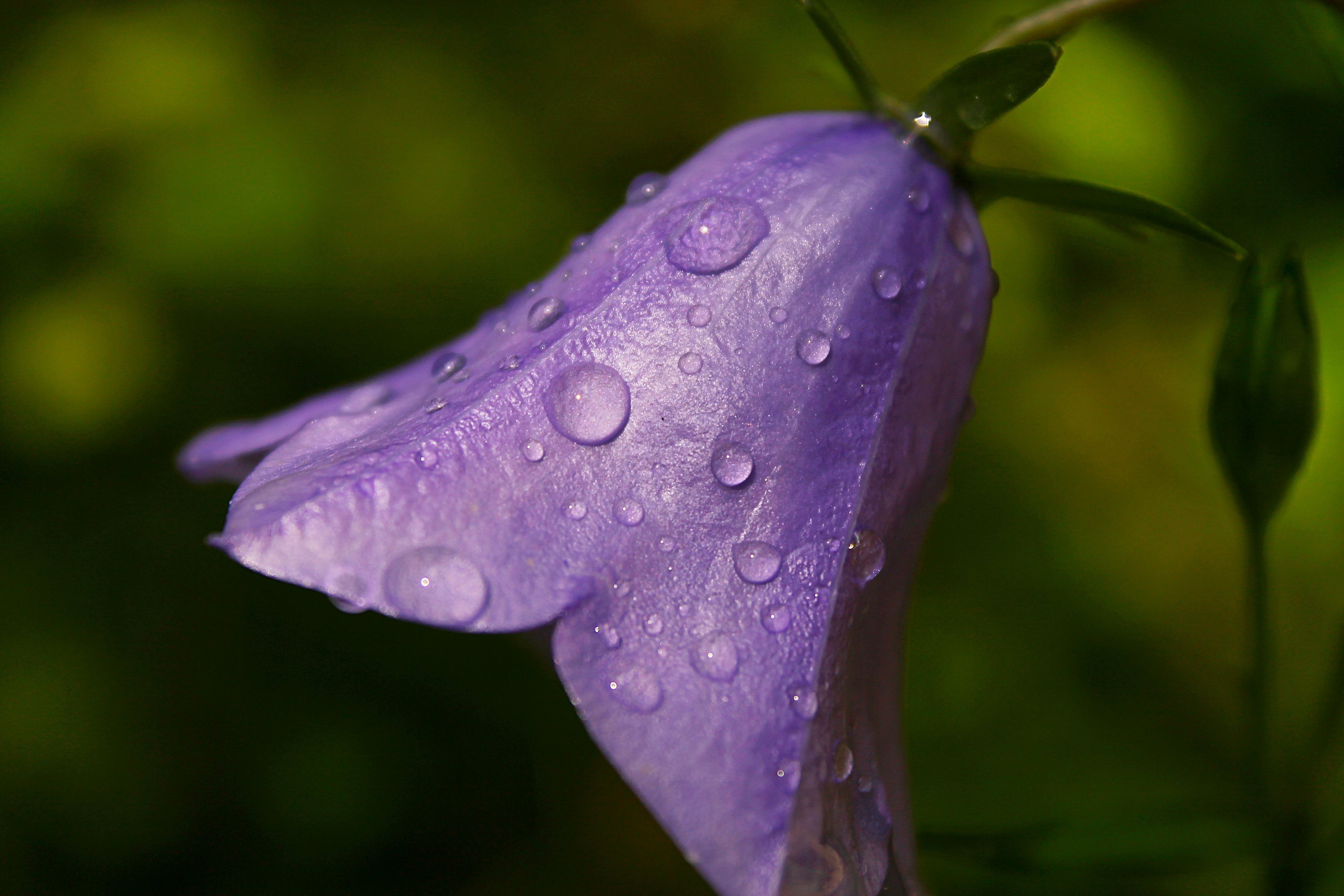 Колокольчик Purple Sensation. Колокольчик Сартори. Растение с лиловыми колокольчиками. Цветок "колокольчик".