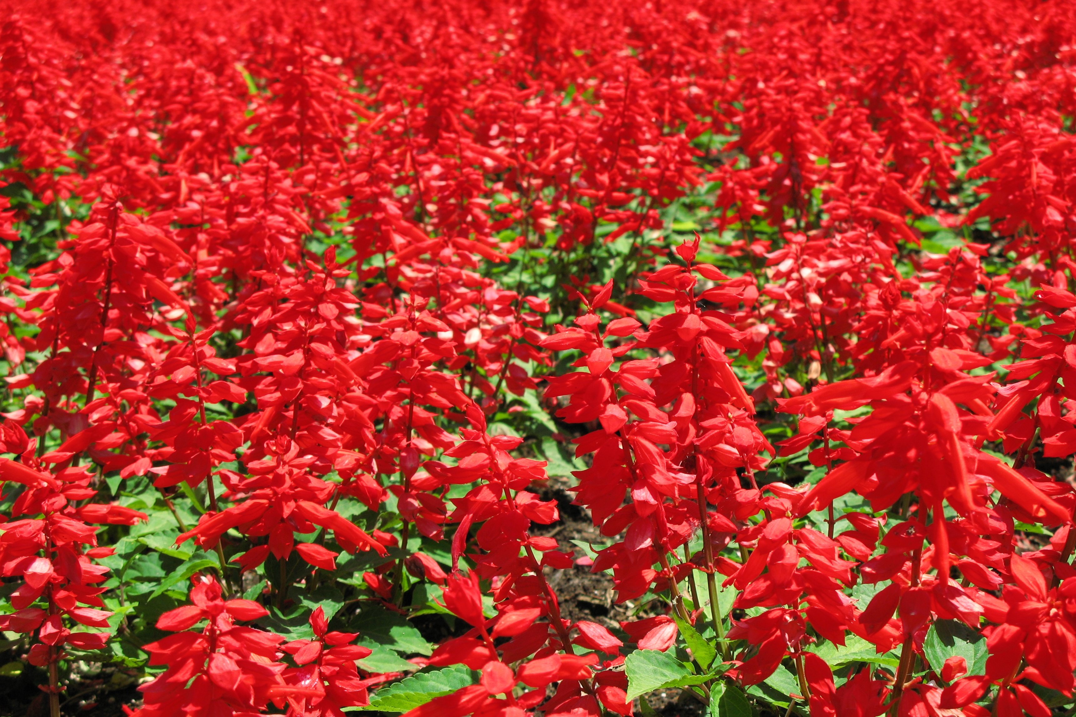 Красные цветы игры. Красные цветы названия. Однолетние цветы красного цвета. Однолетнее растение с красным цветком. Красные цветы фото.