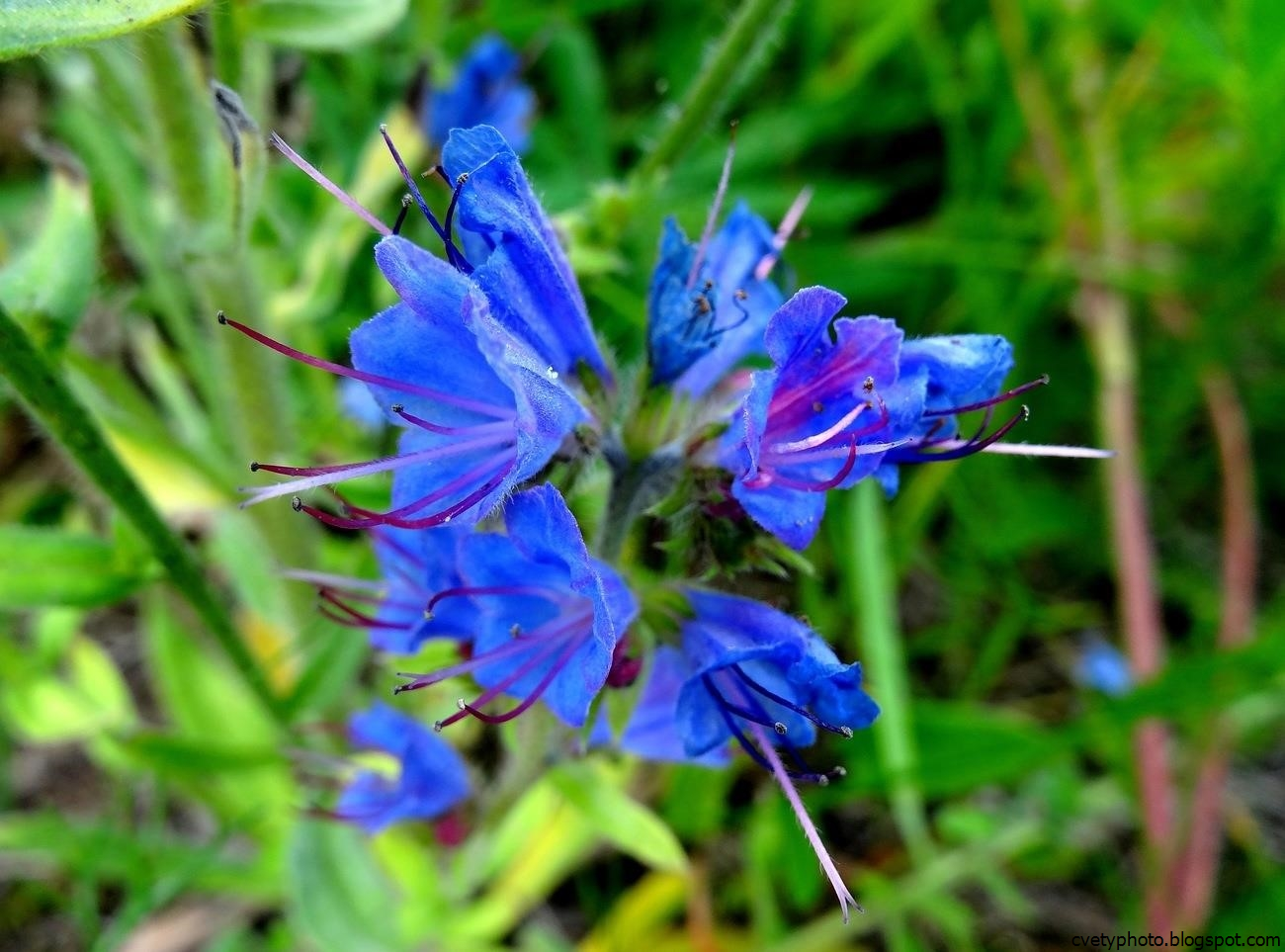 Синий цветок на лугу. Луговой медонос синий. Полева трава с синими цветочками. Синие полевые луговые цветы. Луговая трава с синими цветами.