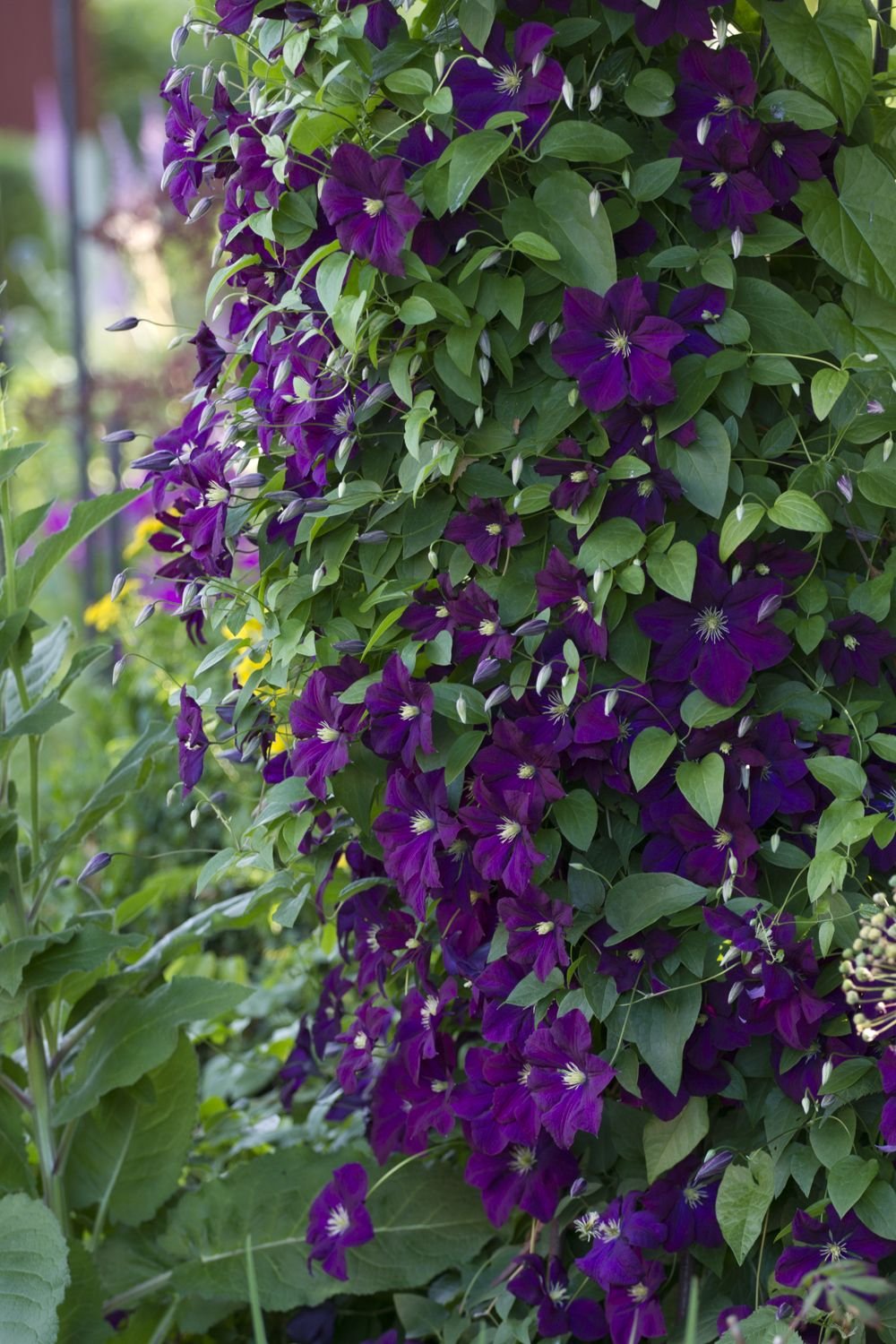 Клематис etoile Violette