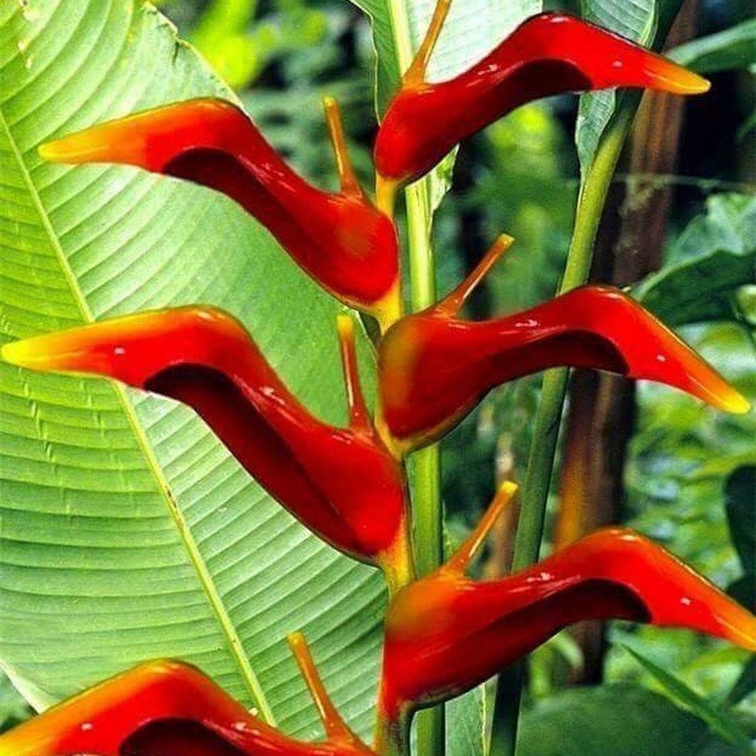 Редкие тропические цветы