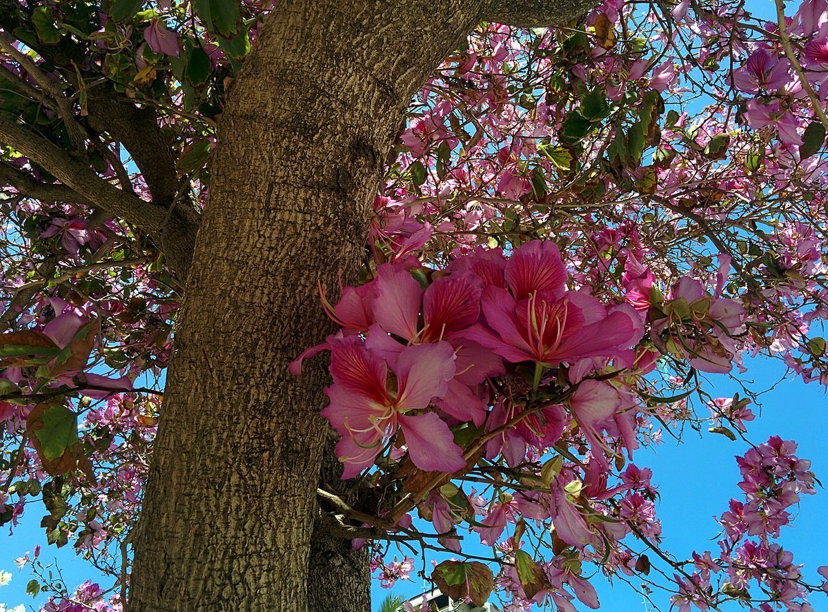 Розовое дерево в сочи. Магнолия древовидная Суланжа. Магнолия Суланжа пикчер. Орхидейное дерево. Тюльпановое дерево.