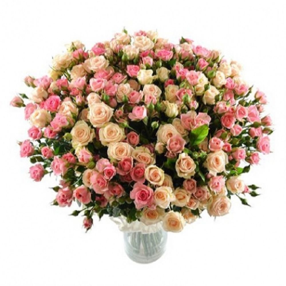 Belinda Pink кустовая роза