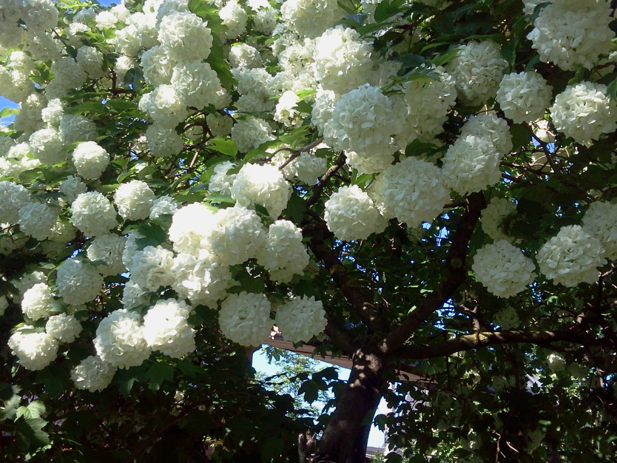 Калина белая дерево