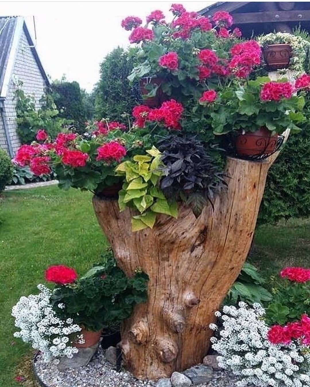 Пеньки клумбы рутарий