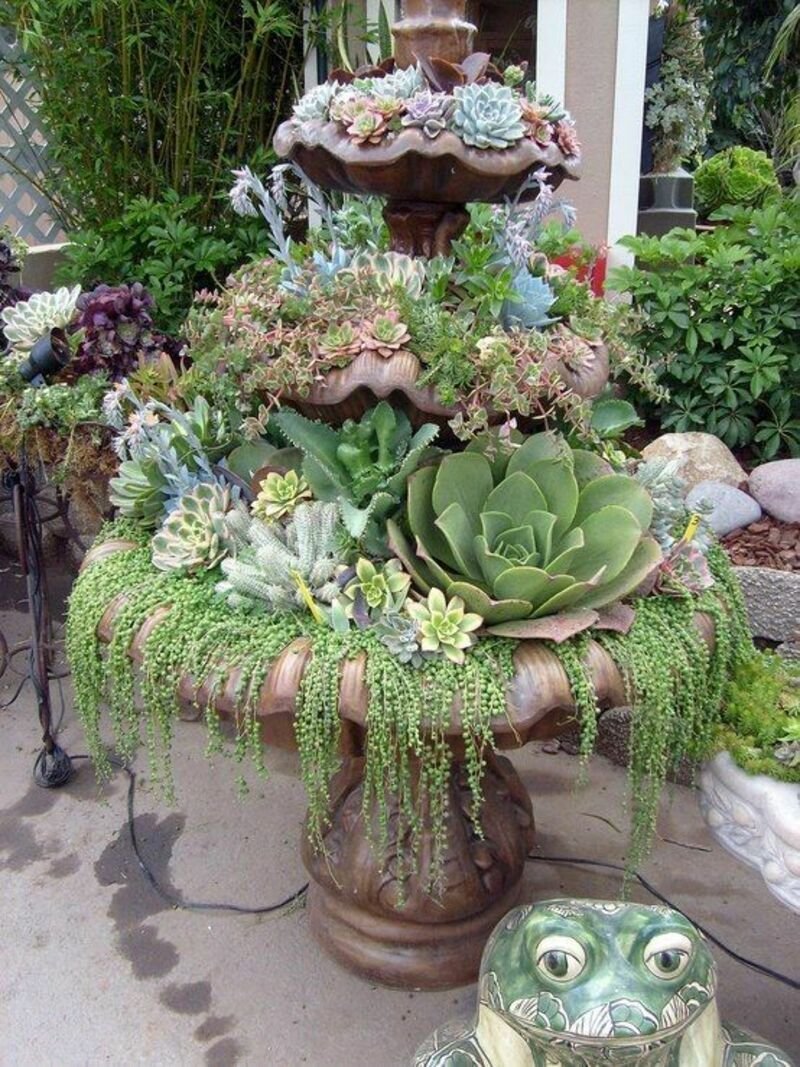Суккуленты уличные каменная роза