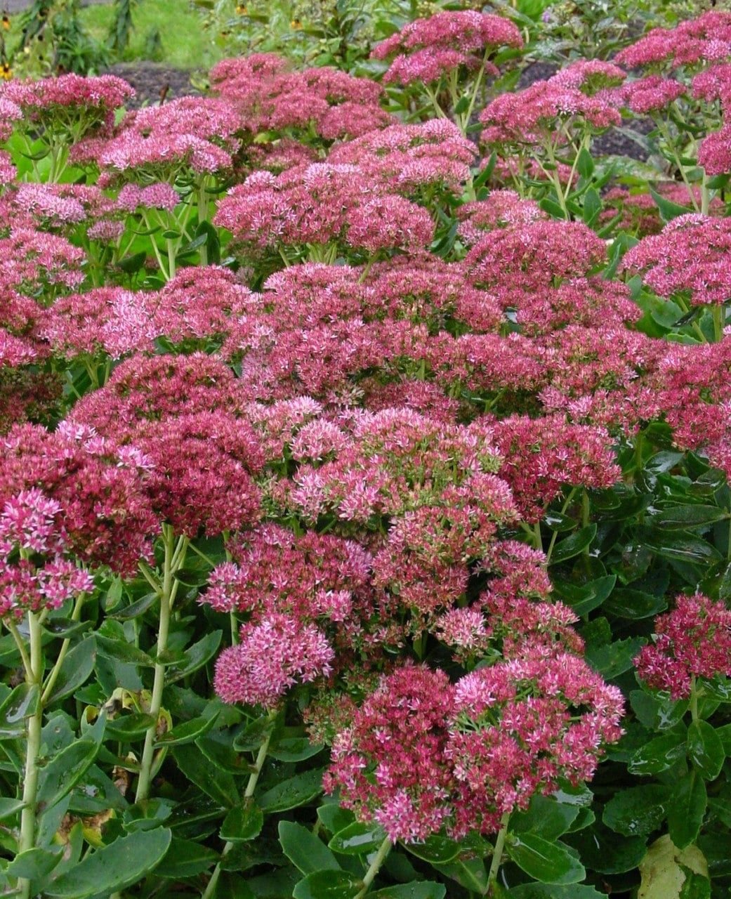 Очиток Sedum autumn Fire