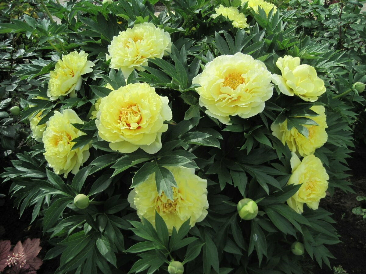 Пион Ито-гибрид "Барцелла" (Paeonia Itoh-Hybrid 'Bartzella')