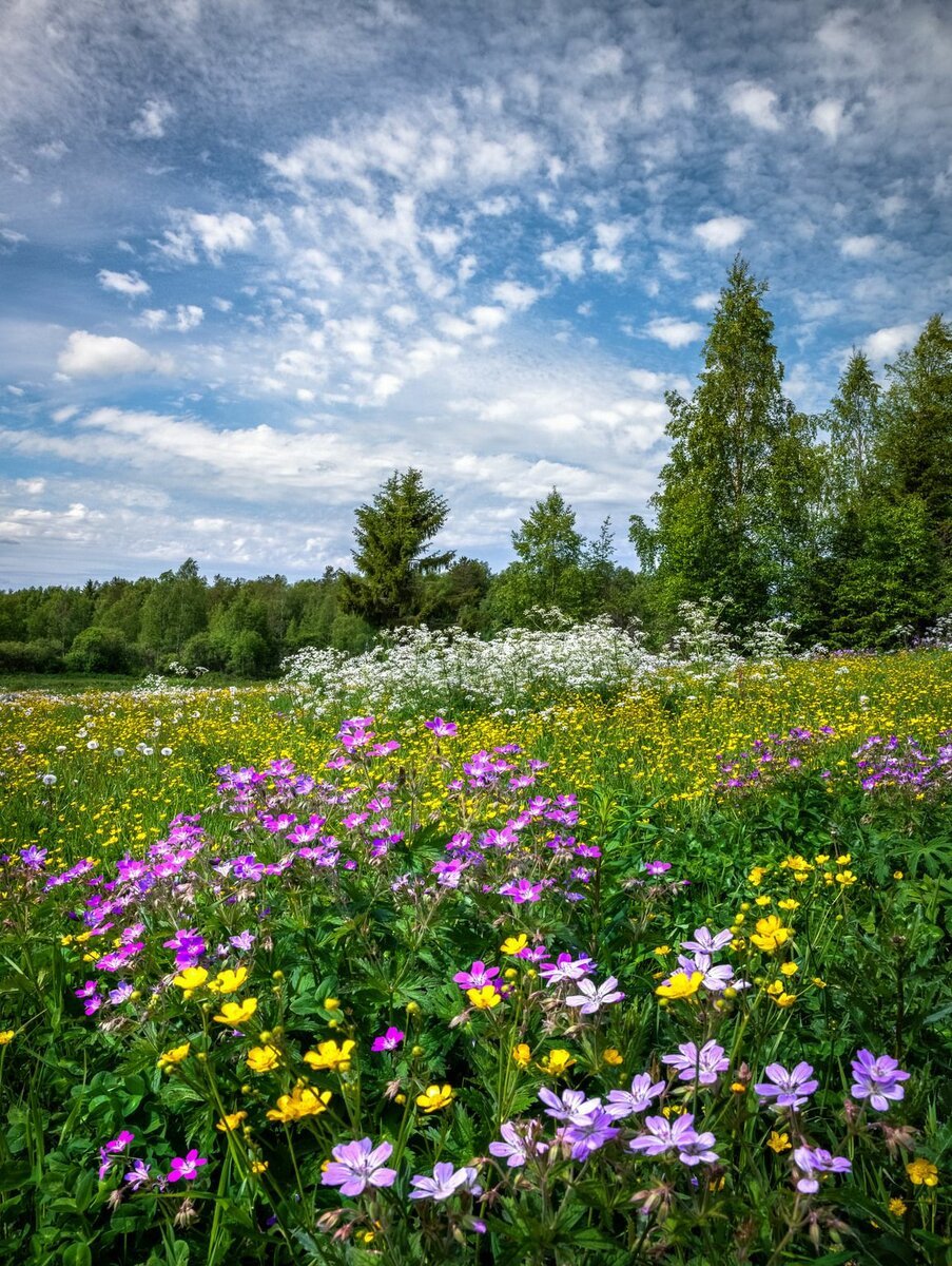 Летняя природа