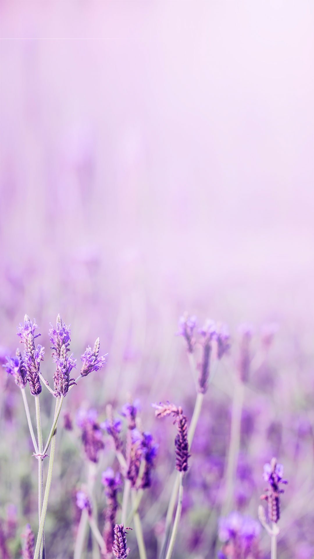 Лаванда Lavender aesthetic