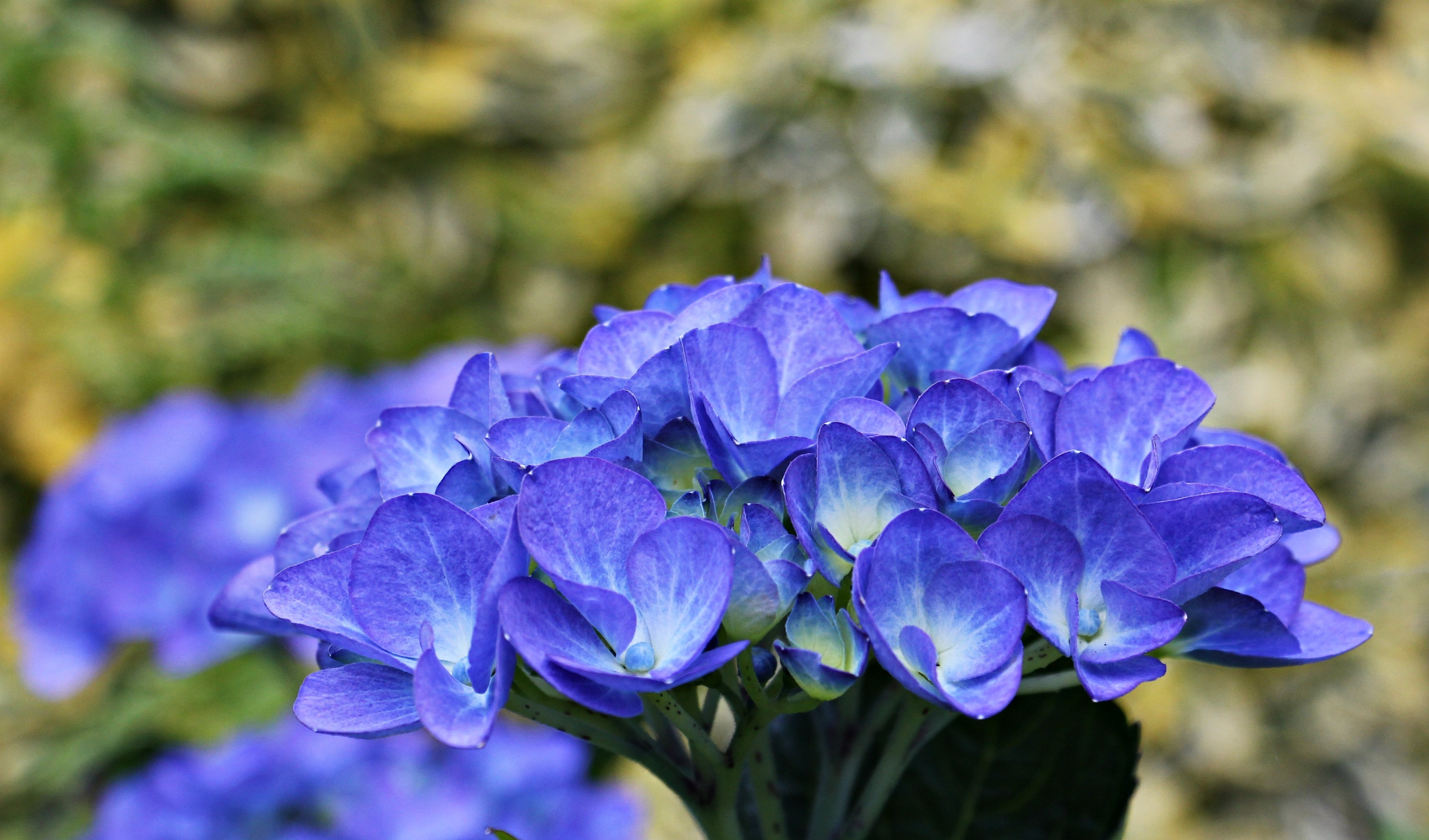 Синие цветы на языке цветов