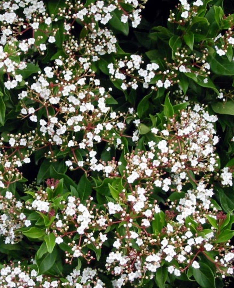 Viburnum farreri 'candidissimum'