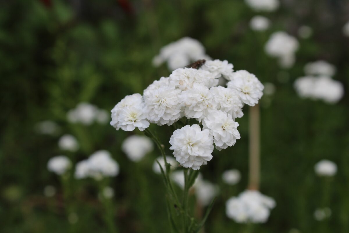 Большие белые садовые цветы