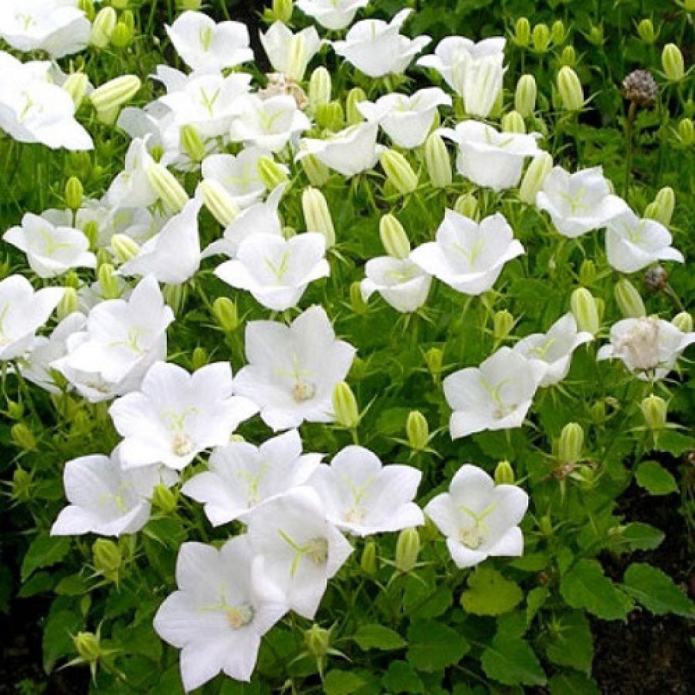 Колокольчик Карпатский Pearl White