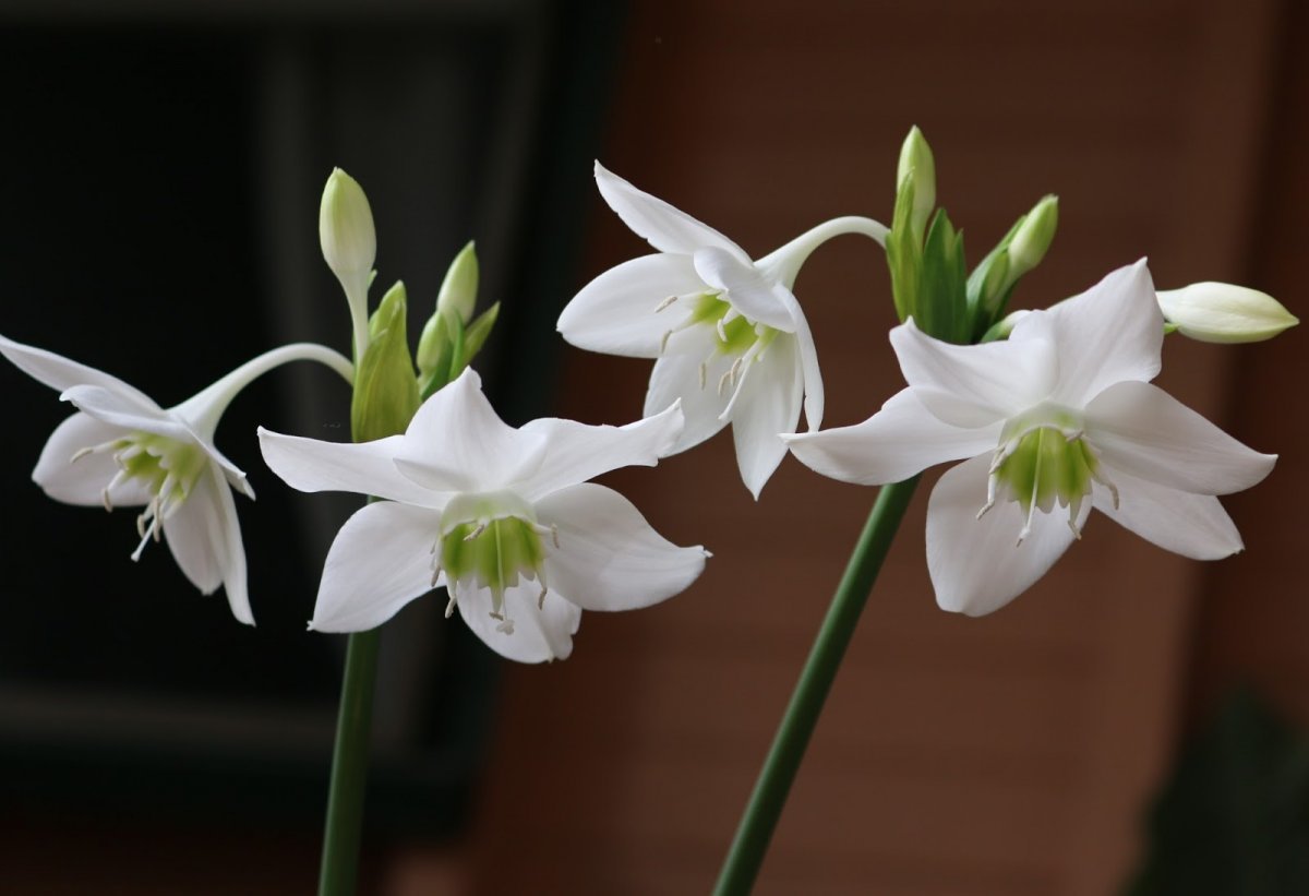 Комнатный луковичный цветок с белыми цветами