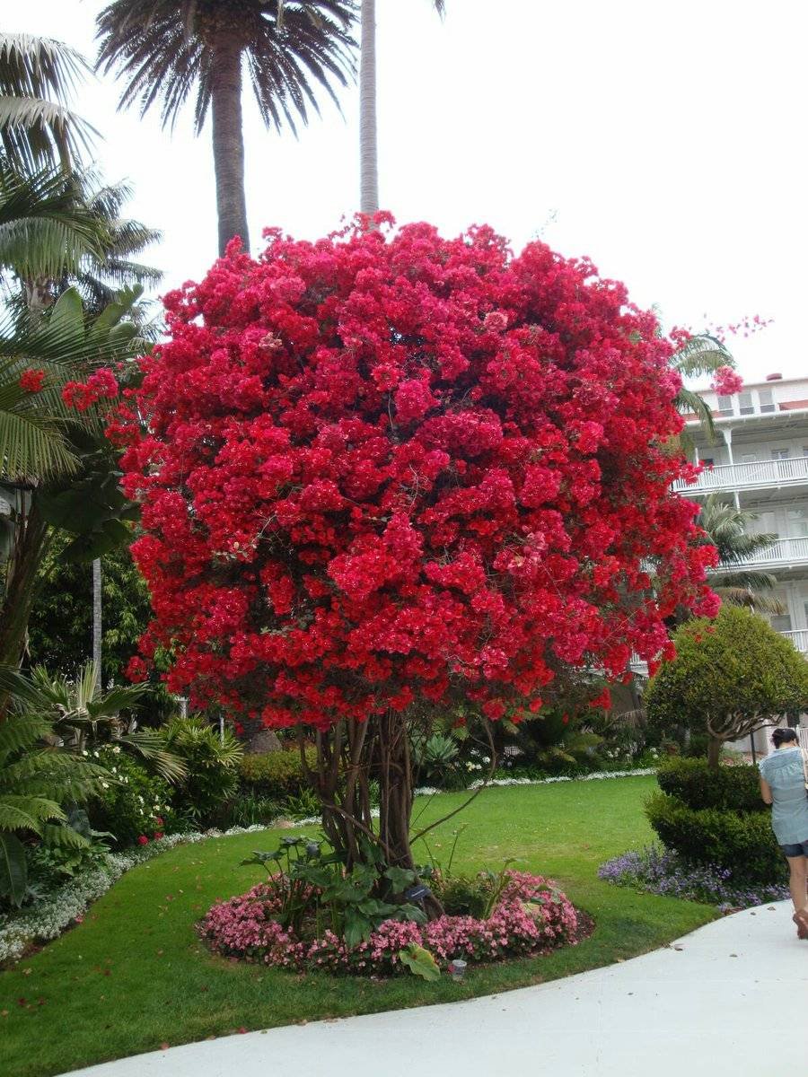Декоративные деревья с красными цветами