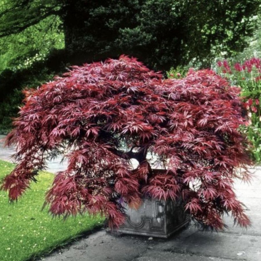 Клен Acer palmatum Atropurpureum