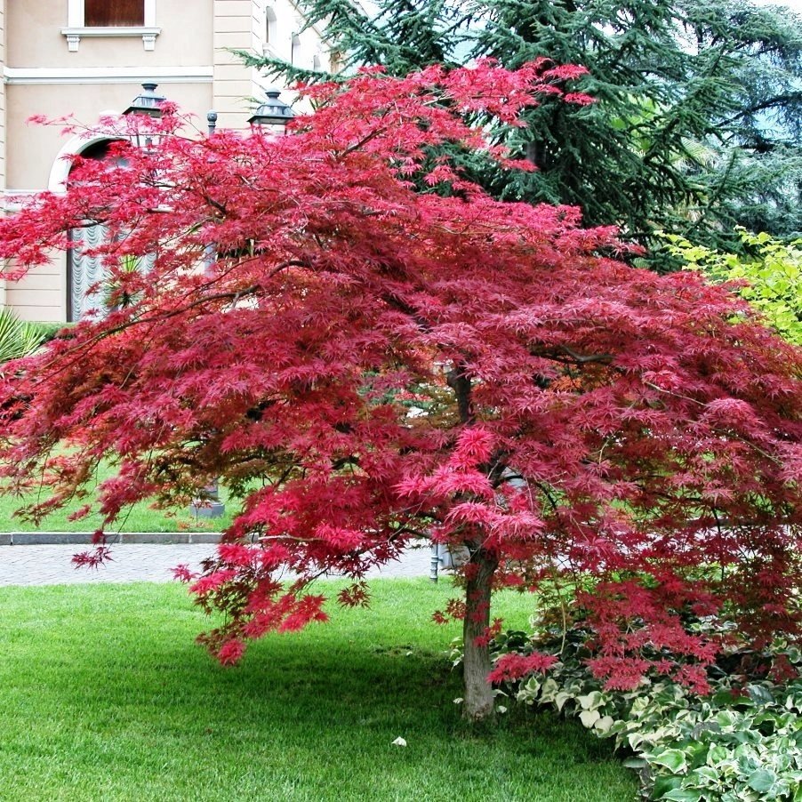 Клен Acer palmatum Atropurpureum
