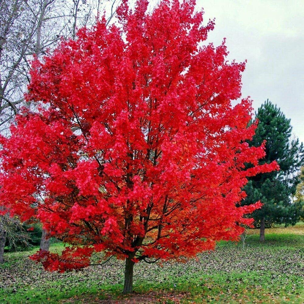 Клен красный (Acer rubrum) October Glory