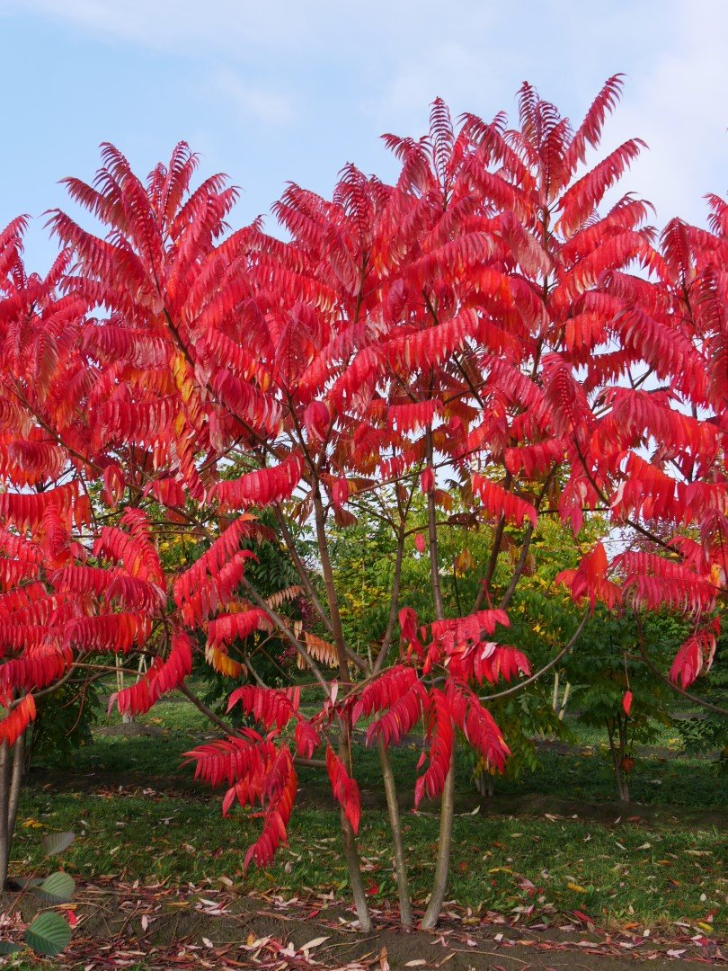 Сумах оленерогий Rhus typhina