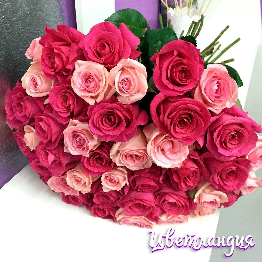 Роза малиновая с белым
