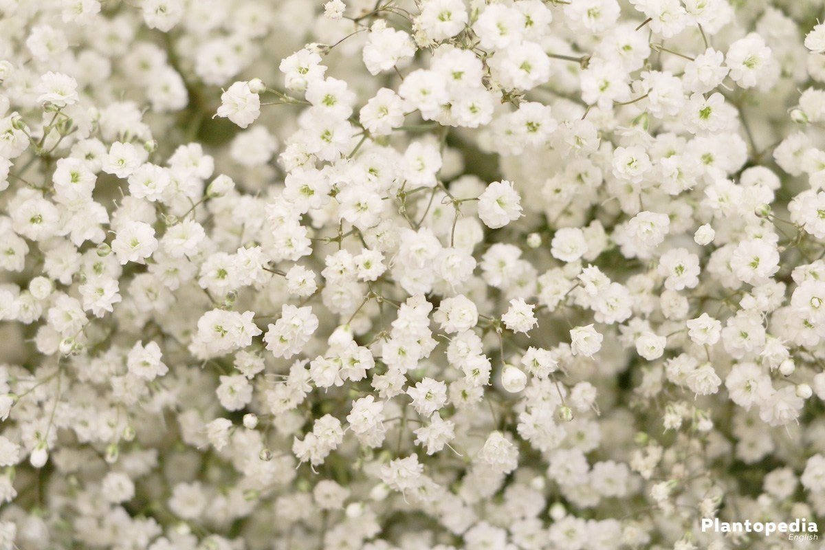 Гипсофила Baby's Breath
