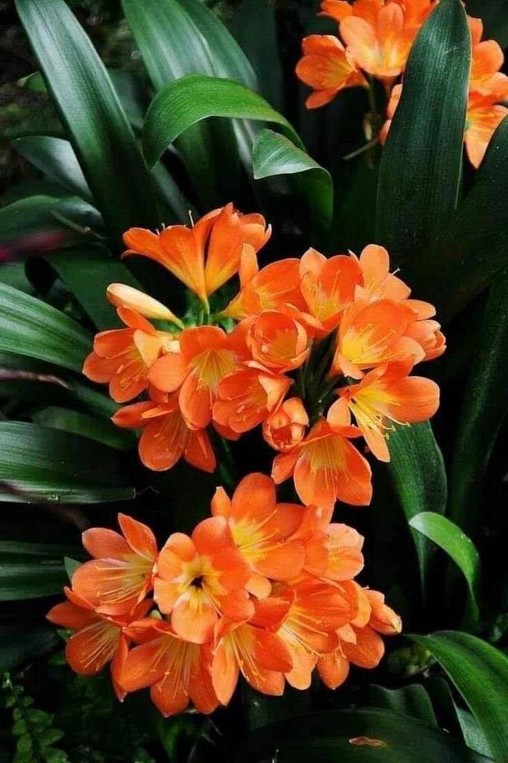 Кливия киноварная