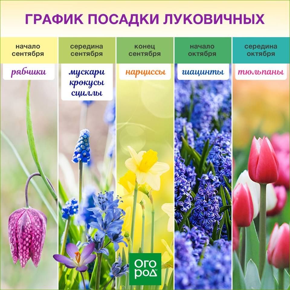 Поступление луковичных