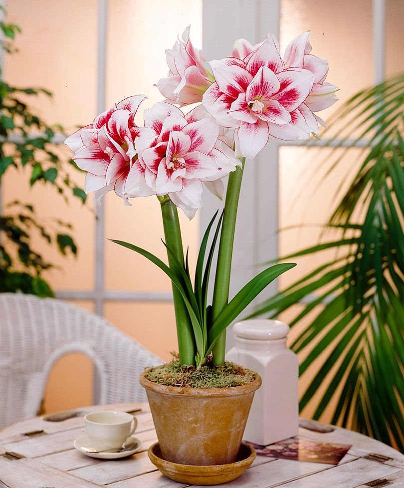 Амариллис Элвас