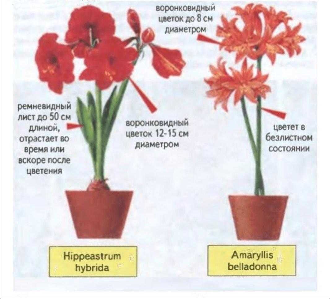 Амариллис и гиппеаструм отличия