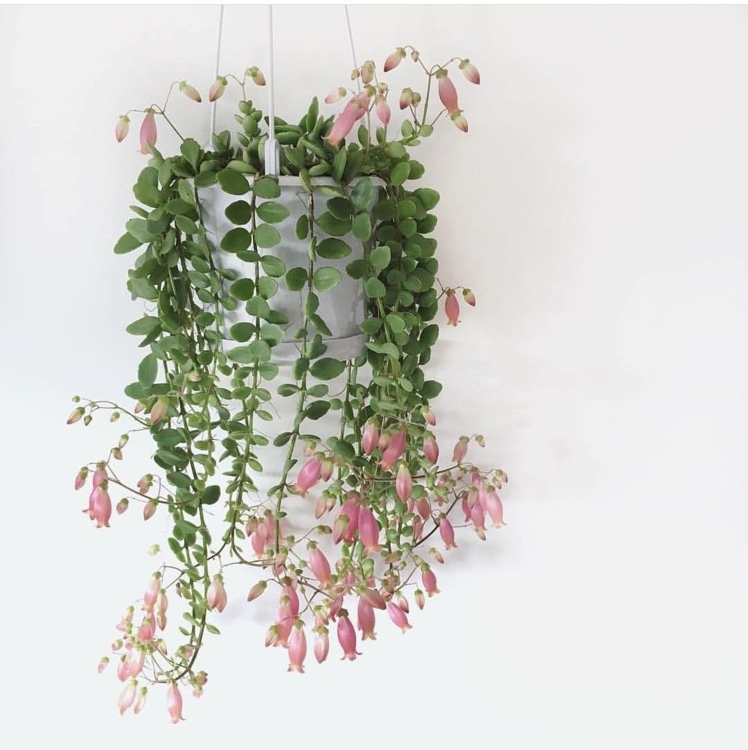 Kalanchoe Унифлора