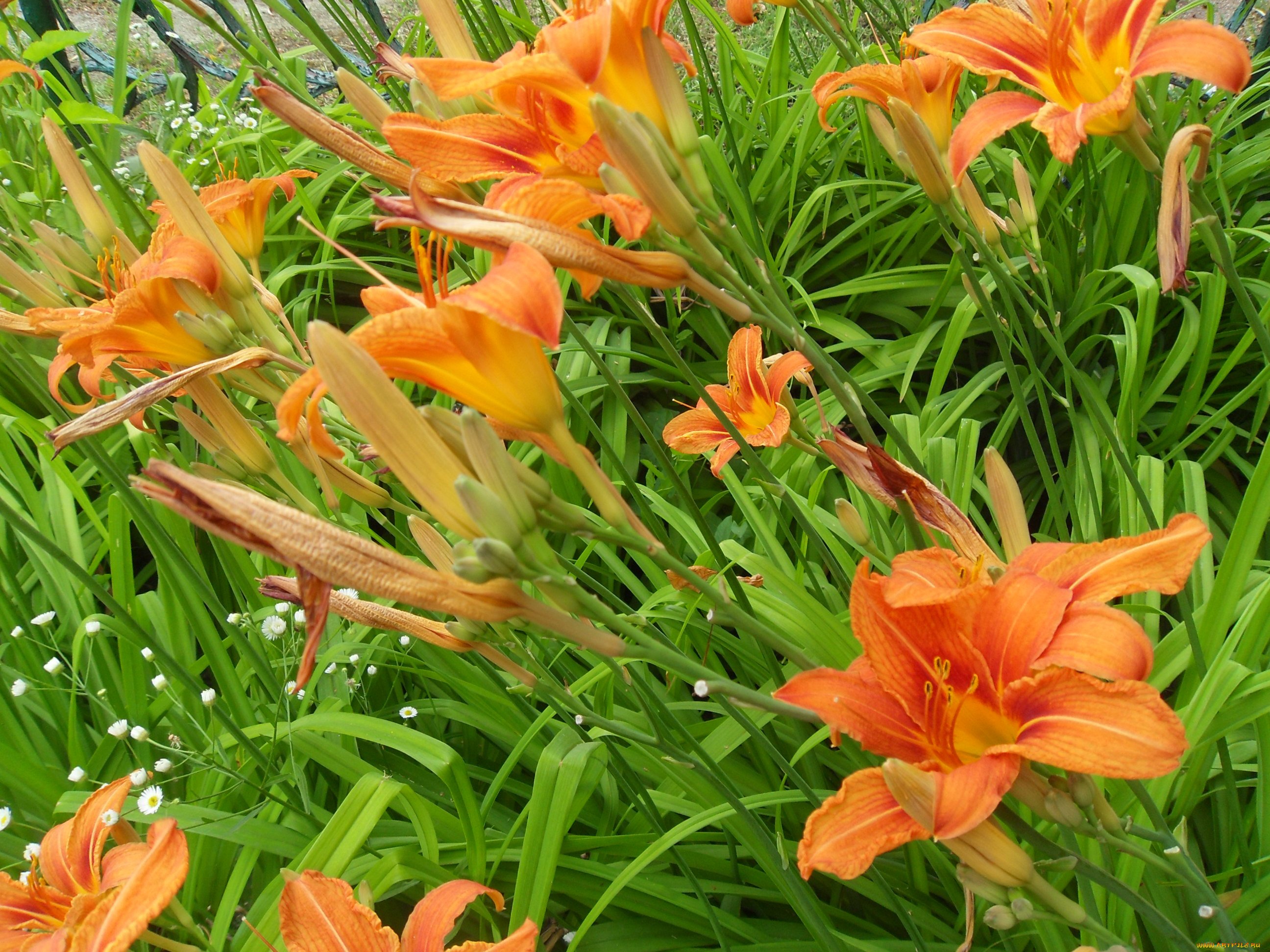 Цветы садовые названия листья. Лилейник Hemerocallis Orange. Лилия оранжевый лилейник. Лилейник оранжевый хемерокалис. Лилейник оранж Сити.