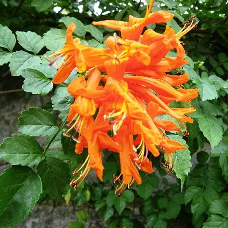 Текомария Капская.текома capensis.