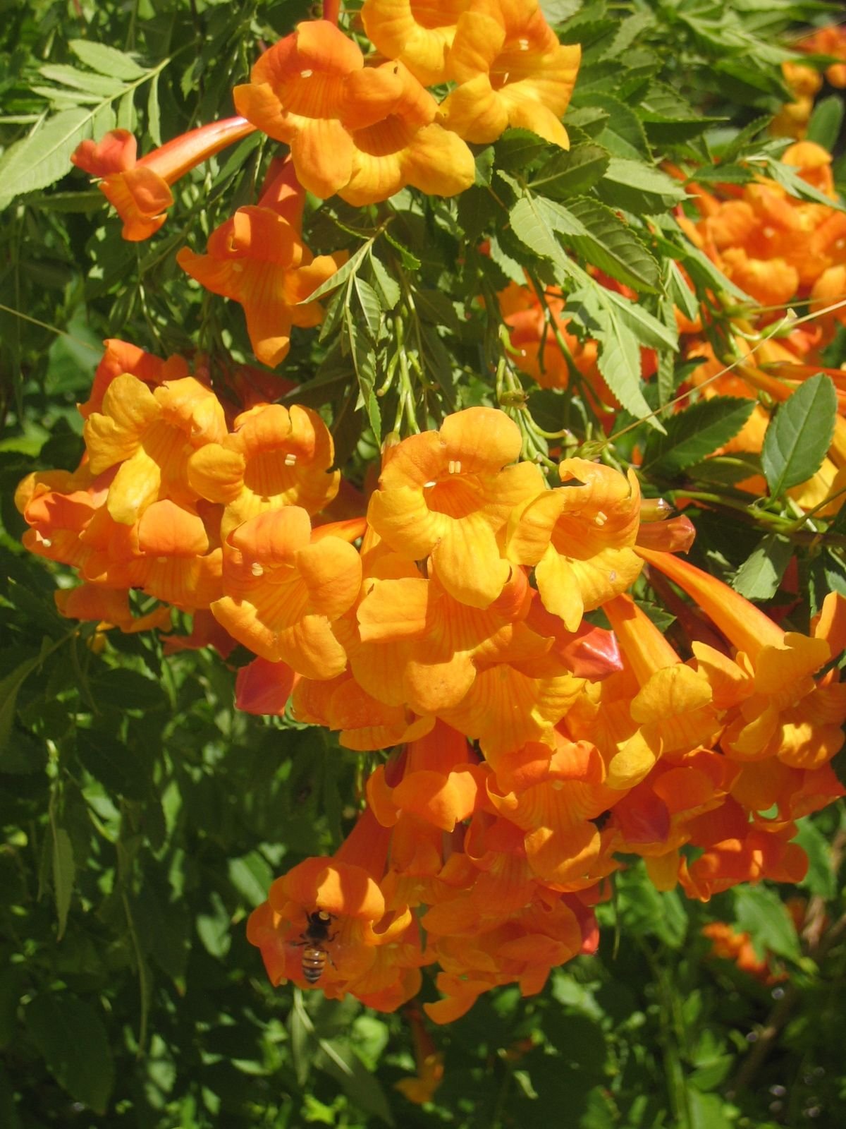 Кампсис кустарник