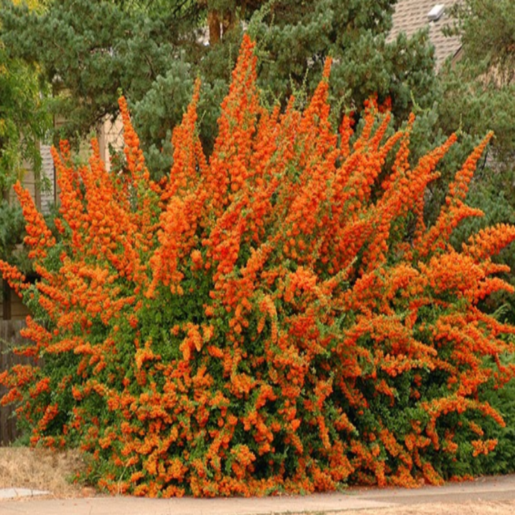 Пираканта Orange Glow