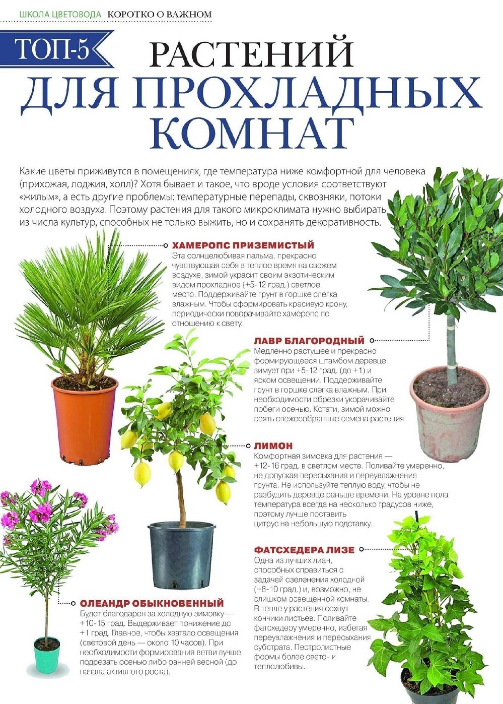 Невысокие комнатные цветы