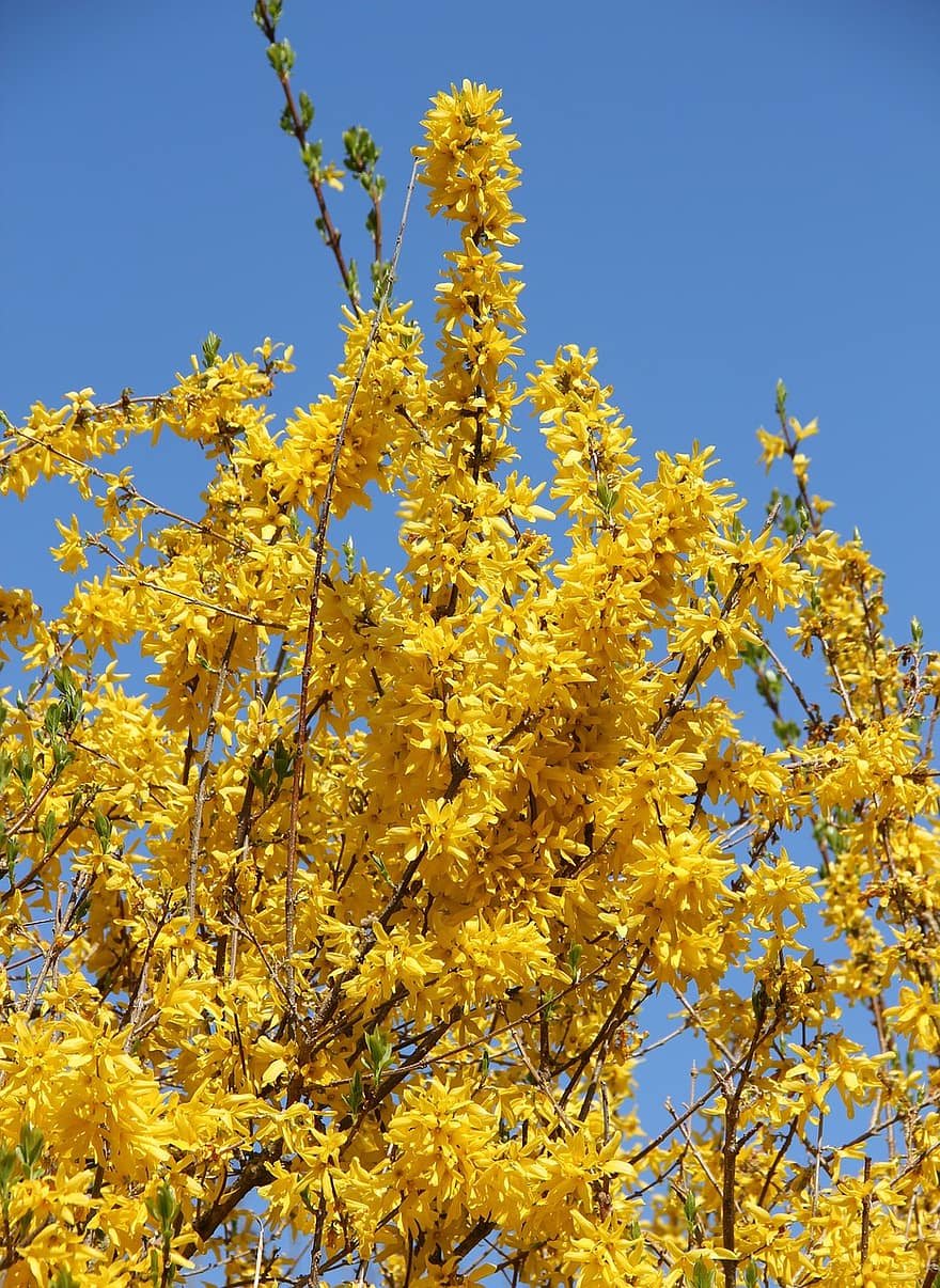 Буш кустарник желтый. Форзиция. Желтый куст цветение Сочи. Желтый куст форзиция. Куст желтого цвета весной