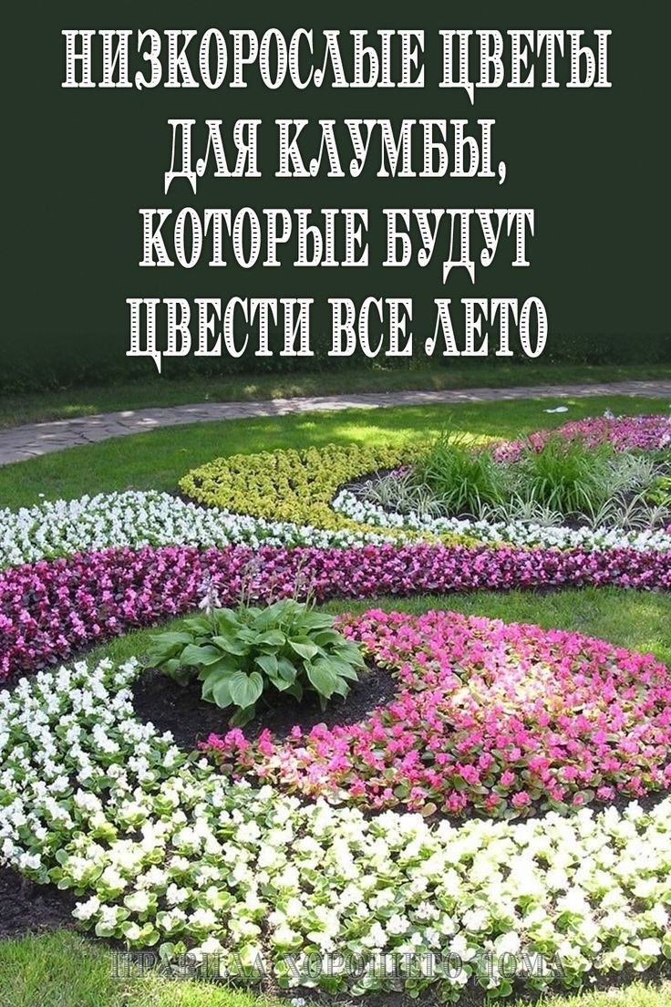 Низкие цветы для клумбы