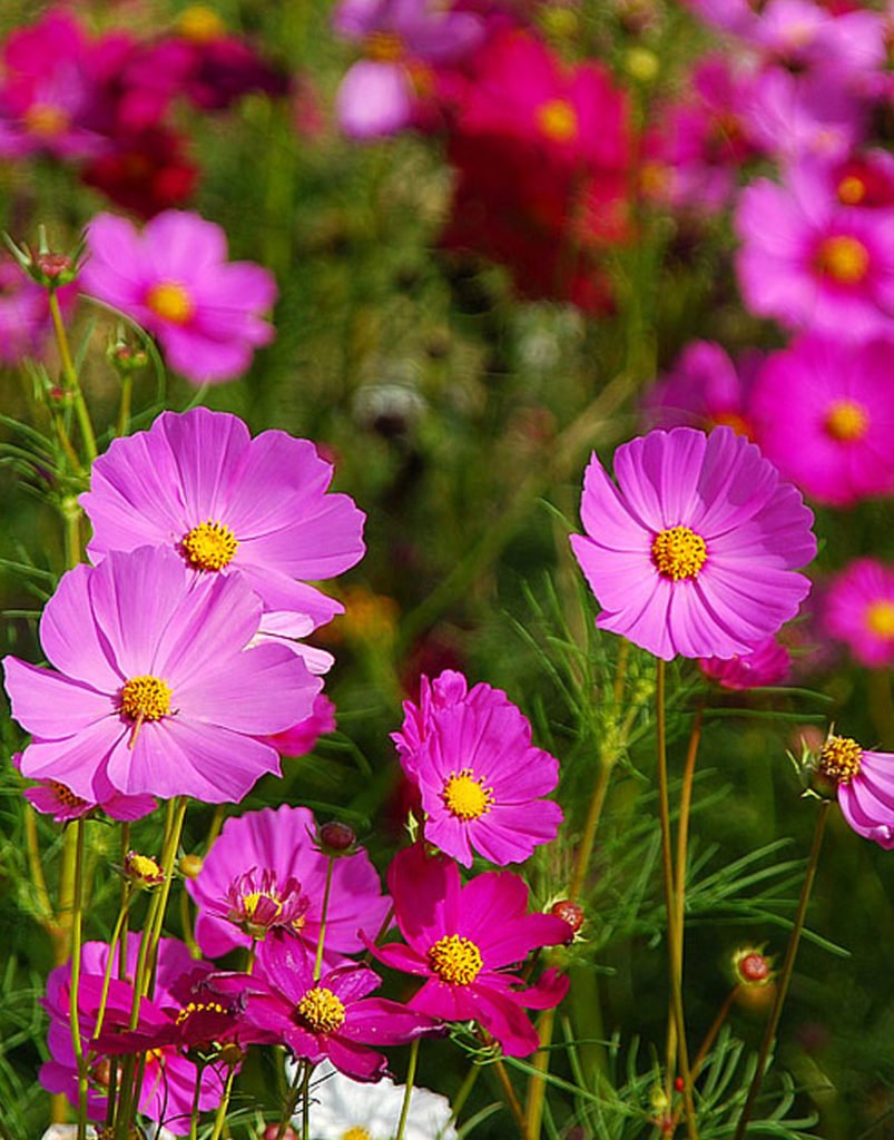 Космея дваждыперистая (Cosmos bipinnatus)