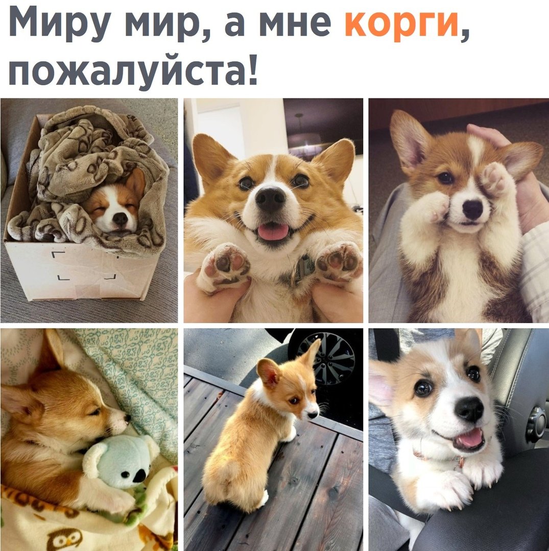 Корги демотиватор
