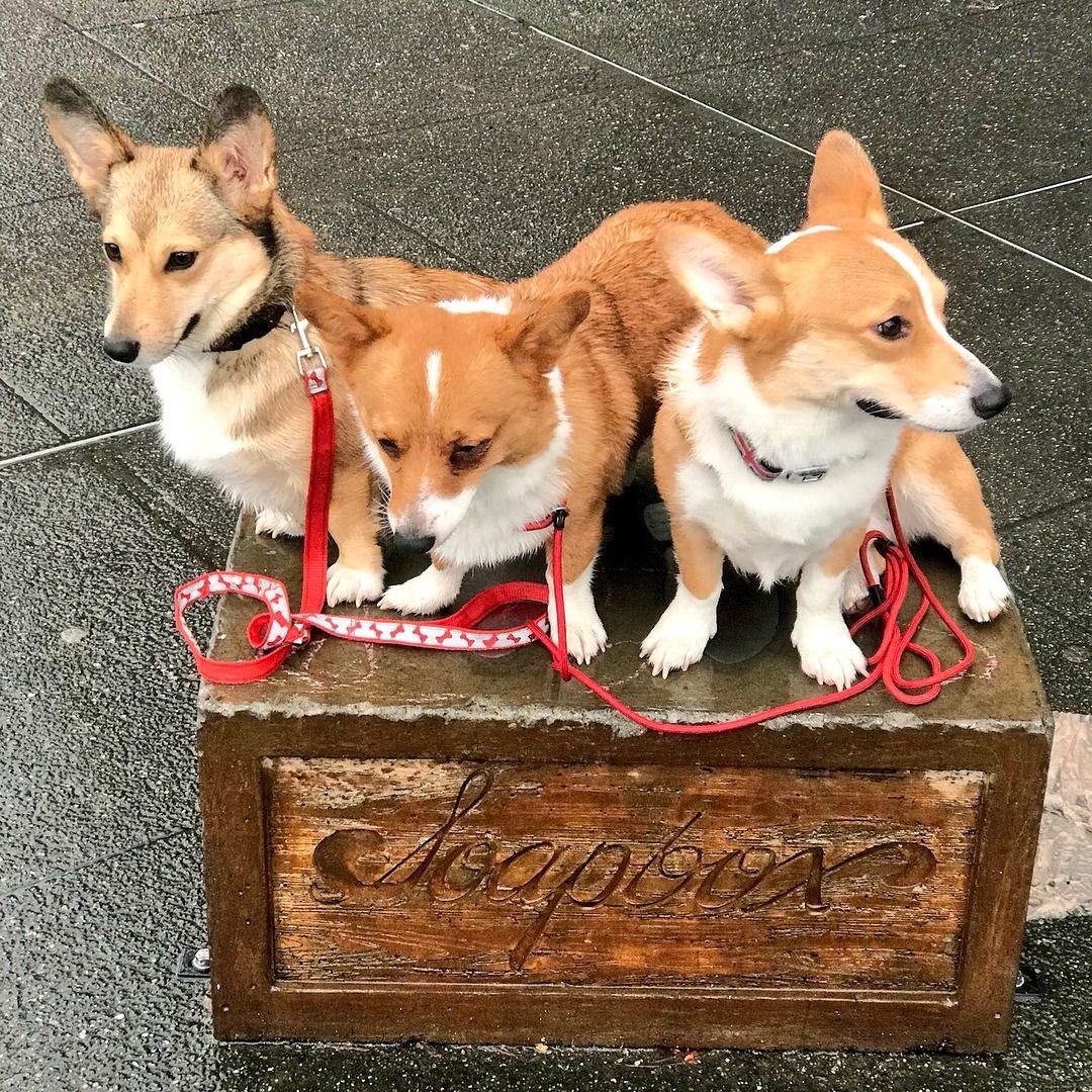 Корги с арбузом