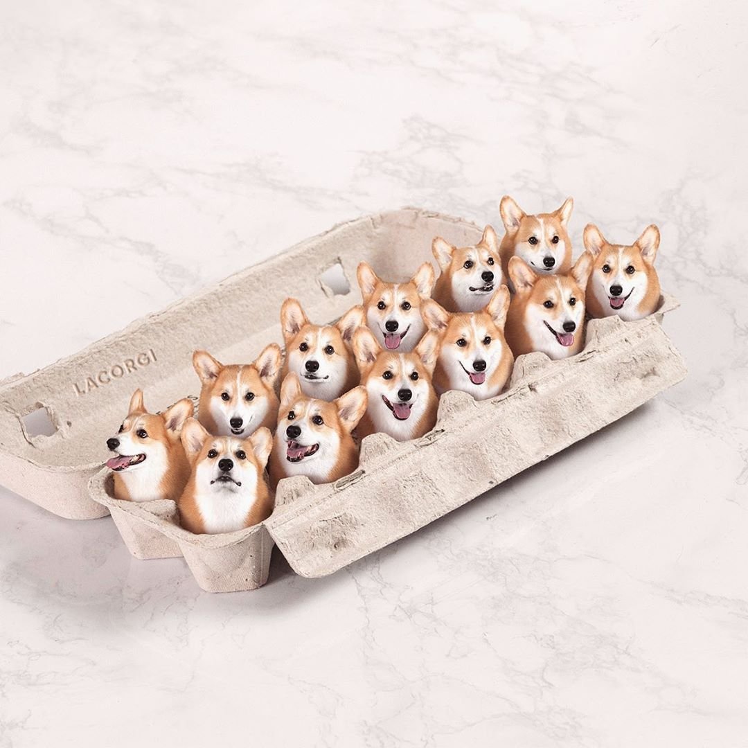 Яички у корги