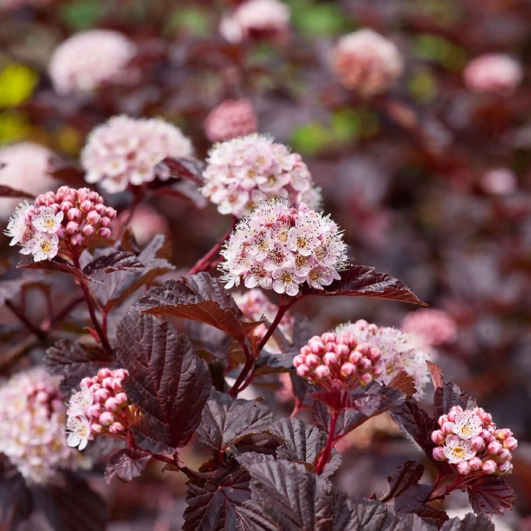Пузыреплодник калинолистный - Physocarpus opulifolius 'Diabolo'