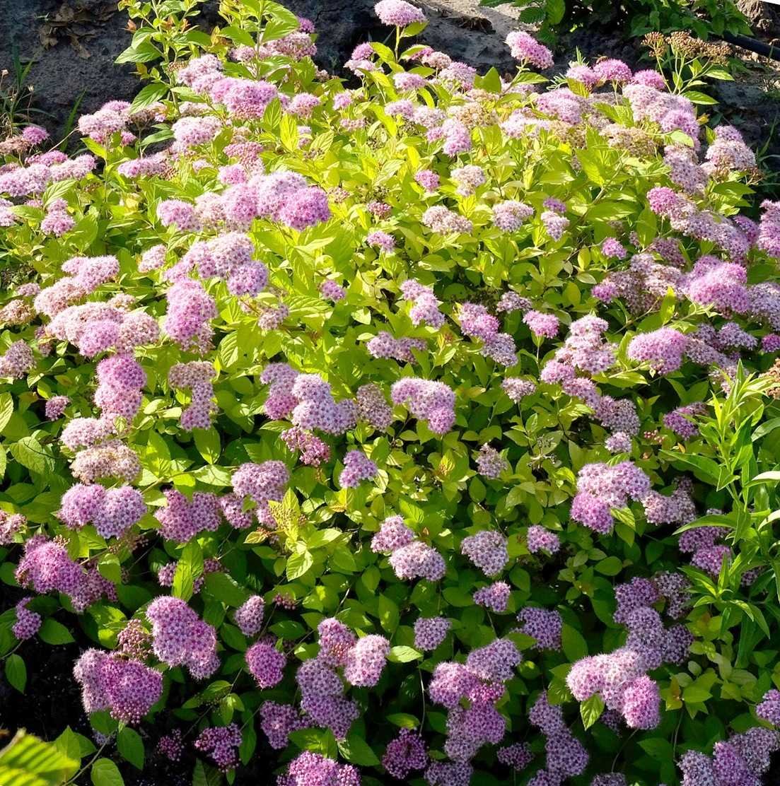 Spiraea japonica Golden Princess